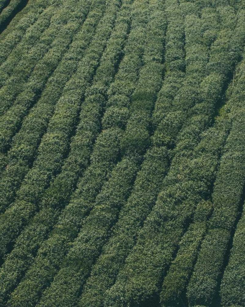 Happy Birthday Song With Name